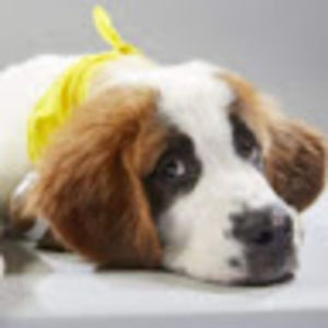 Meet your Posher, Brooklyn